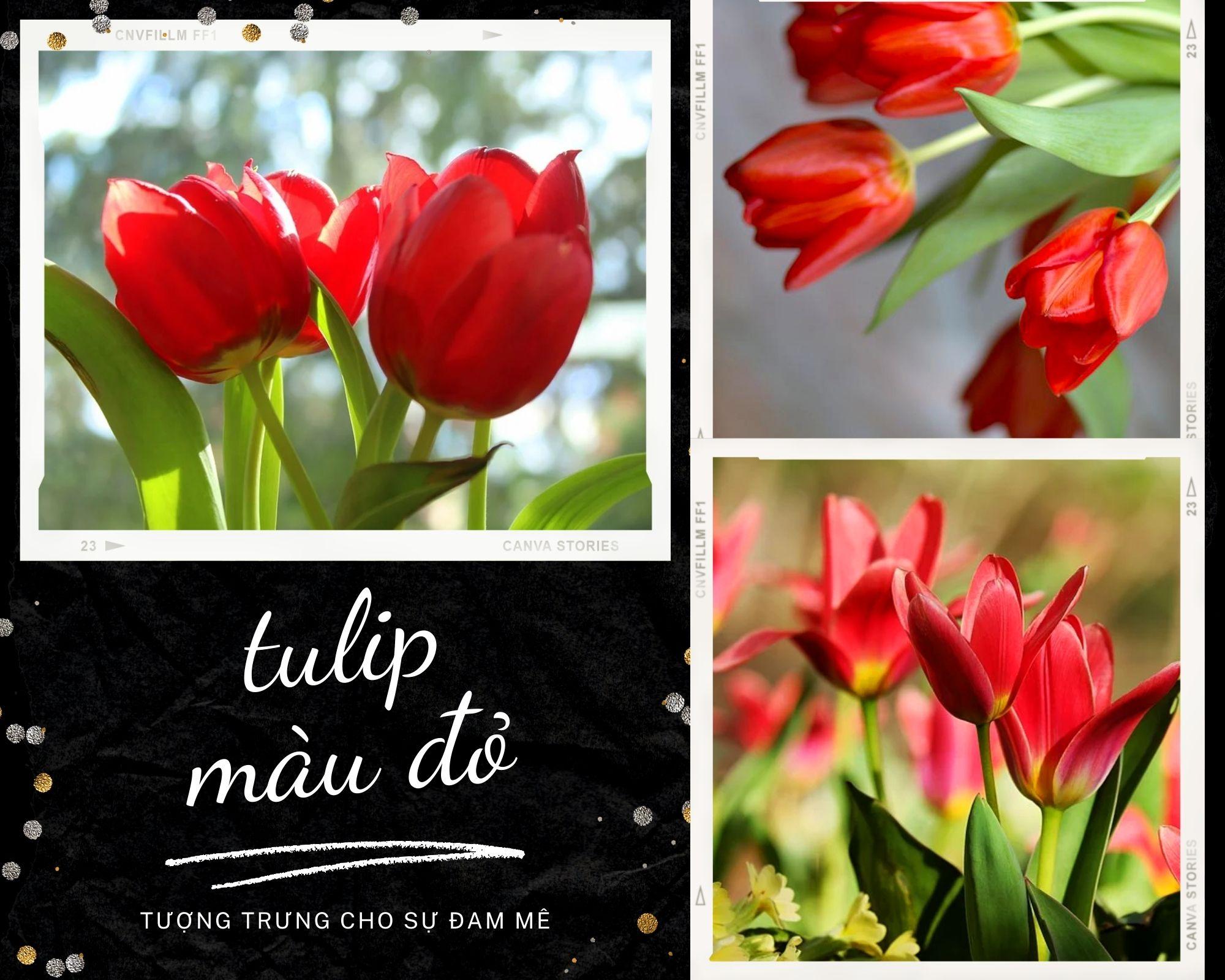 Hoa tulip - Nguồn gốc, đặc điểm và ý nghĩa ẩn sau mỗi màu hoa - 6