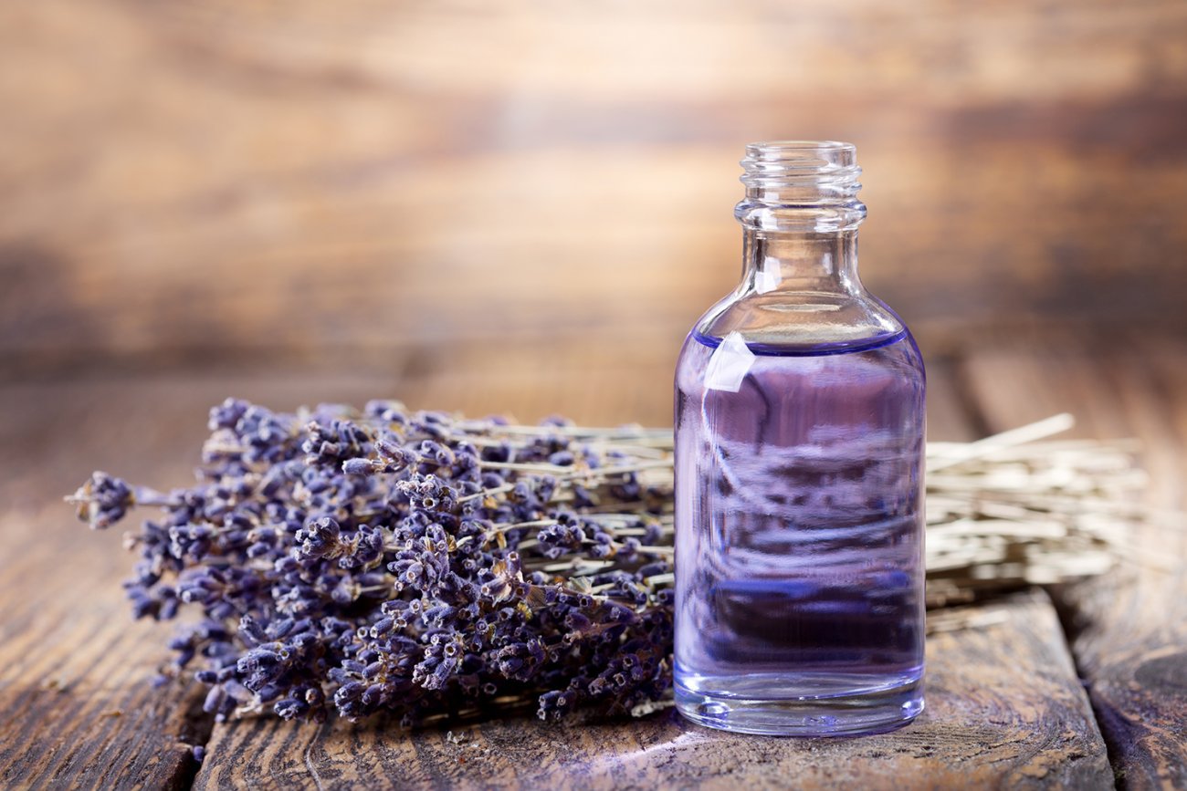 Hoa oải hương - Nguồn gốc, ý nghĩa, cách trồng và chăm sóc hoa Lavender - 13