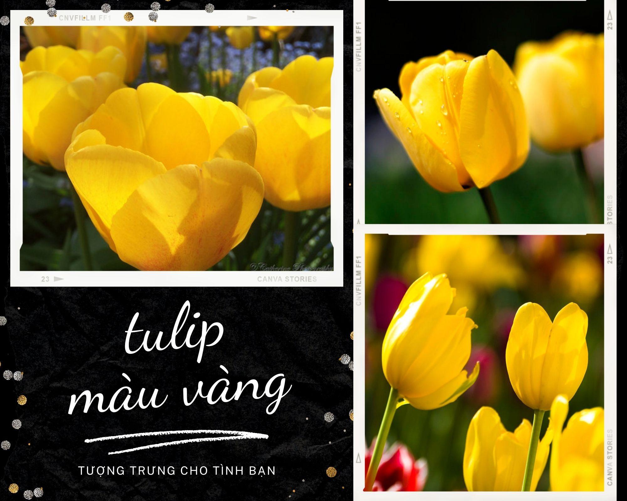 Hoa Tulip - Nguồn gốc, đặc điểm và ý nghĩa ẩn giấu đằng sau mỗi sắc hoa - 9