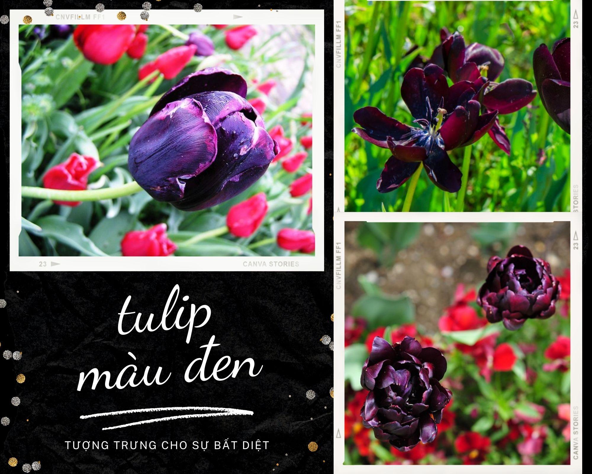 Hoa tulip - Nguồn gốc, đặc điểm và những ý nghĩa ẩn chứa đằng sau mỗi màu hoa - 12