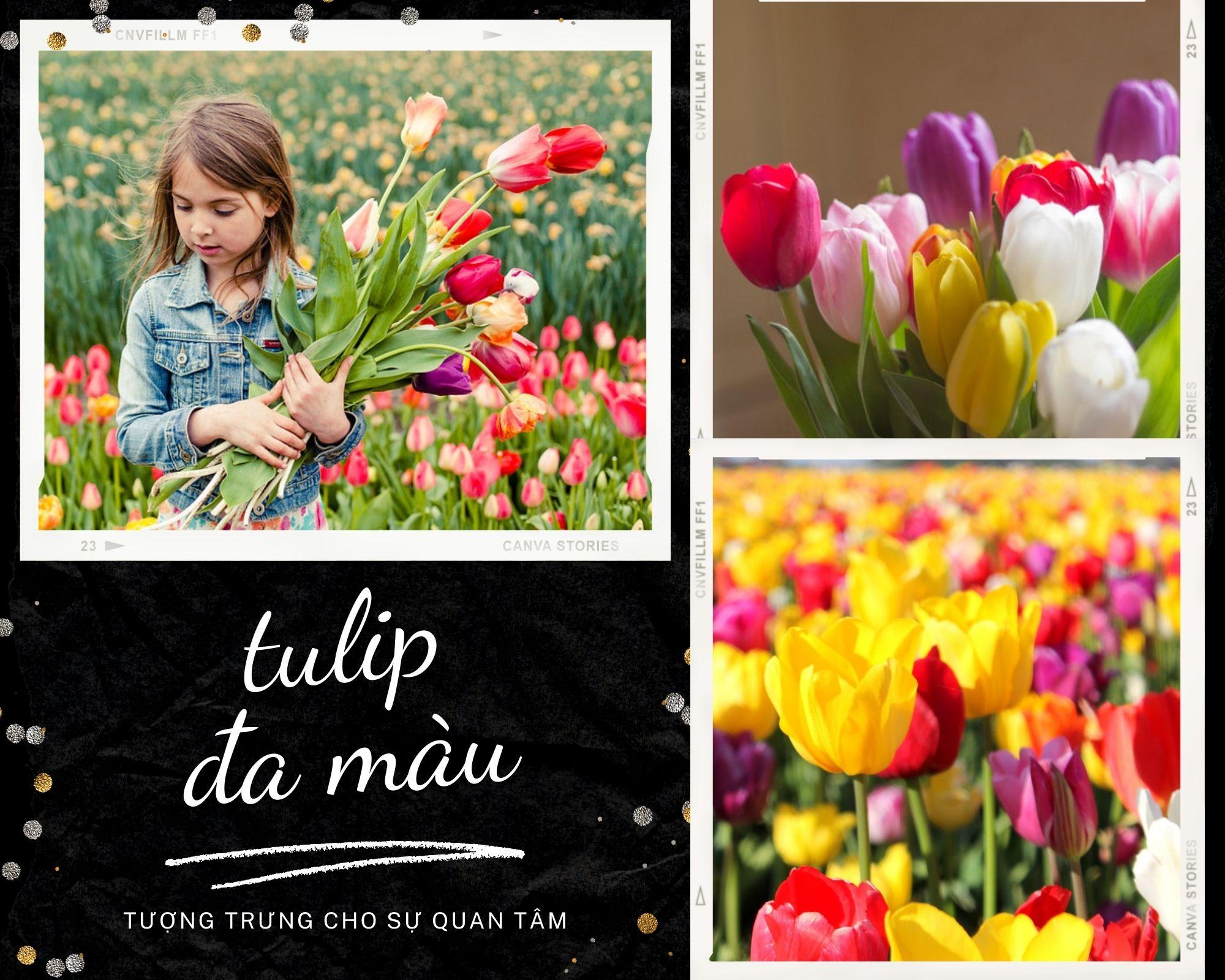 Hoa tulip - Nguồn gốc, đặc điểm và những ý nghĩa ẩn chứa đằng sau mỗi màu hoa - 13