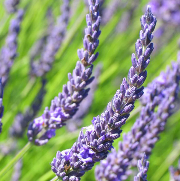 Hoa oải hương Spike lavender