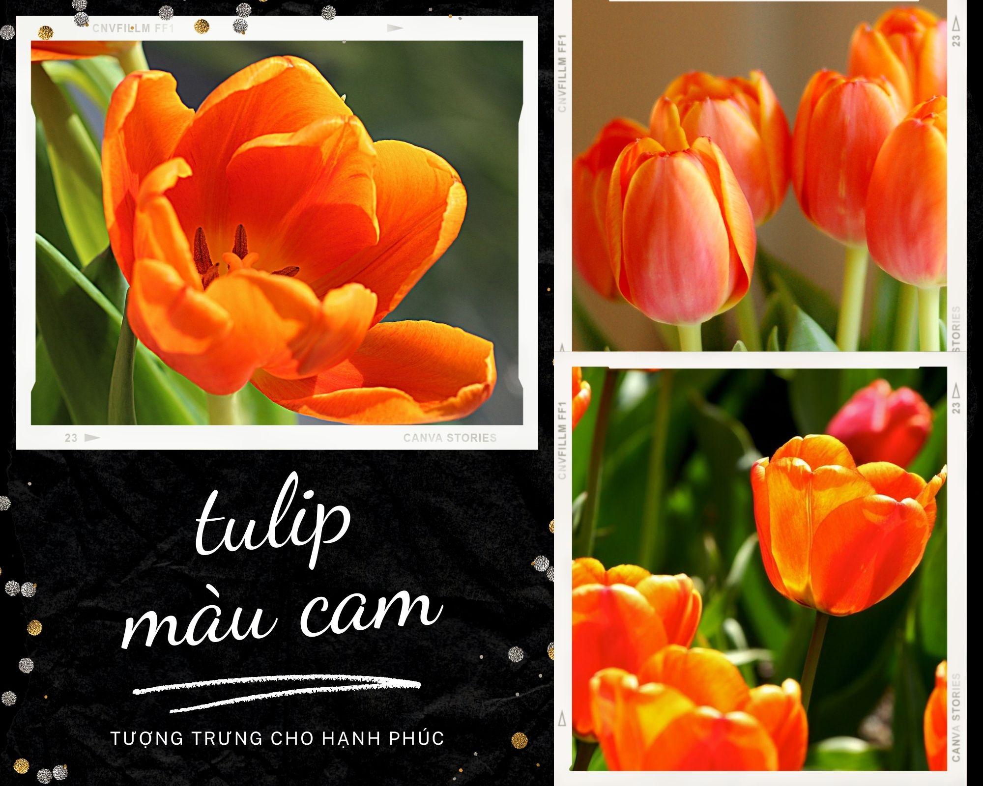 Hoa tulip - Nguồn gốc, đặc điểm và ý nghĩa ẩn sau mỗi màu hoa - 11