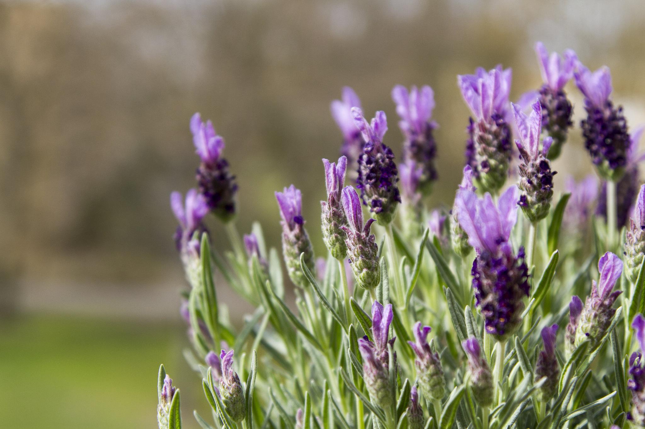 Hoa oải hương Spanish lavender