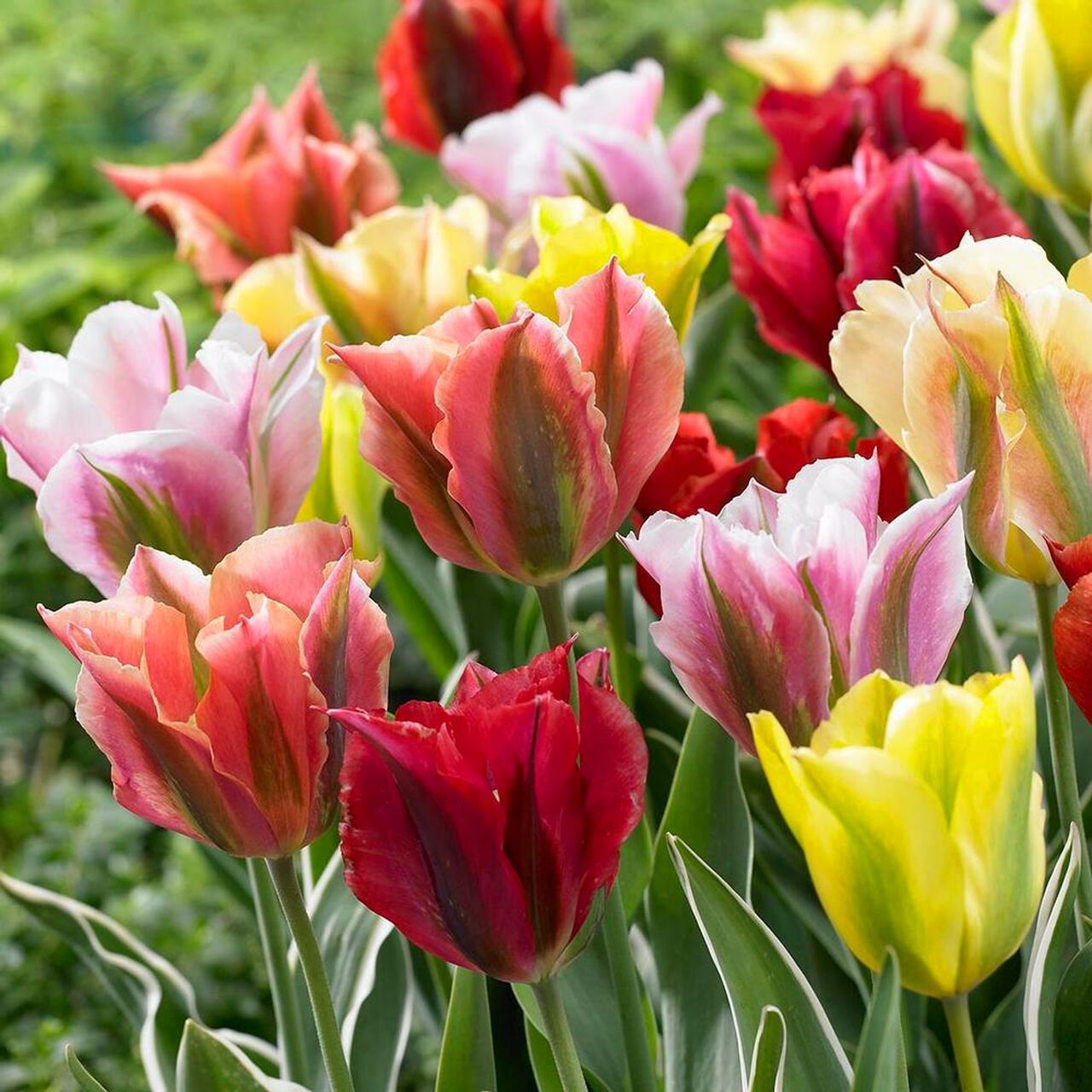 Hoa tulip - Nguồn gốc, đặc điểm và những ý nghĩa ẩn chứa đằng sau mỗi màu hoa - 19