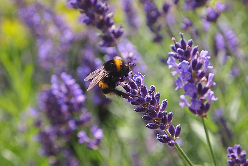 Hoa oải hương - Nguồn gốc, ý nghĩa, cách trồng và chăm sóc hoa Lavender - 18