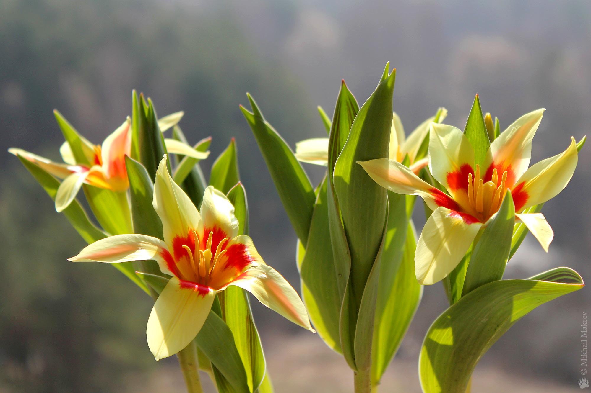 Hoa tulip - Nguồn gốc, đặc điểm và những ý nghĩa ẩn sau mỗi màu hoa - 16