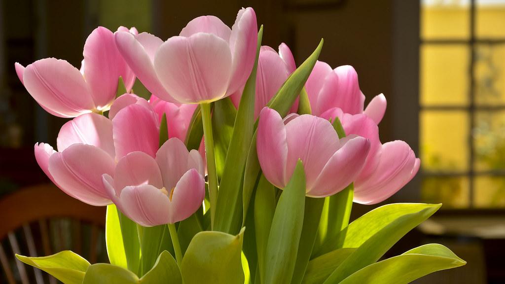 Hoa tulip - Nguồn gốc, đặc điểm và ý nghĩa ẩn sau mỗi màu hoa - 4