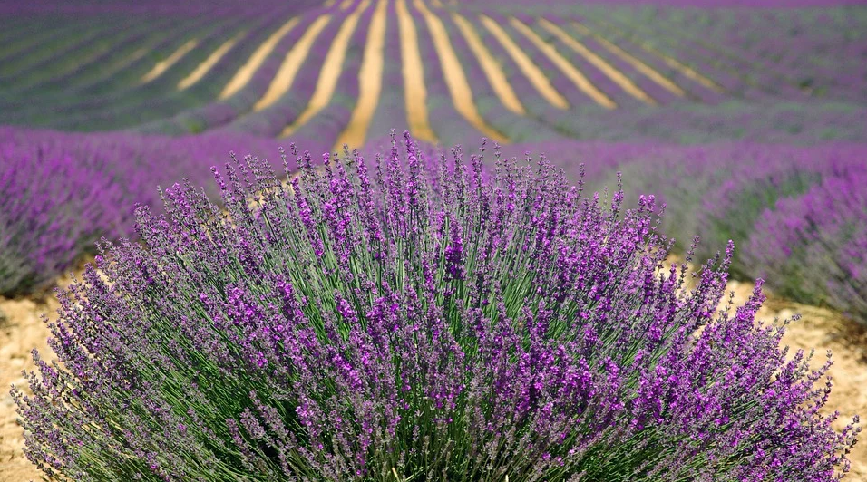 Hoa oải hương - Nguồn gốc, ý nghĩa, cách trồng và chăm sóc hoa Lavender - 22