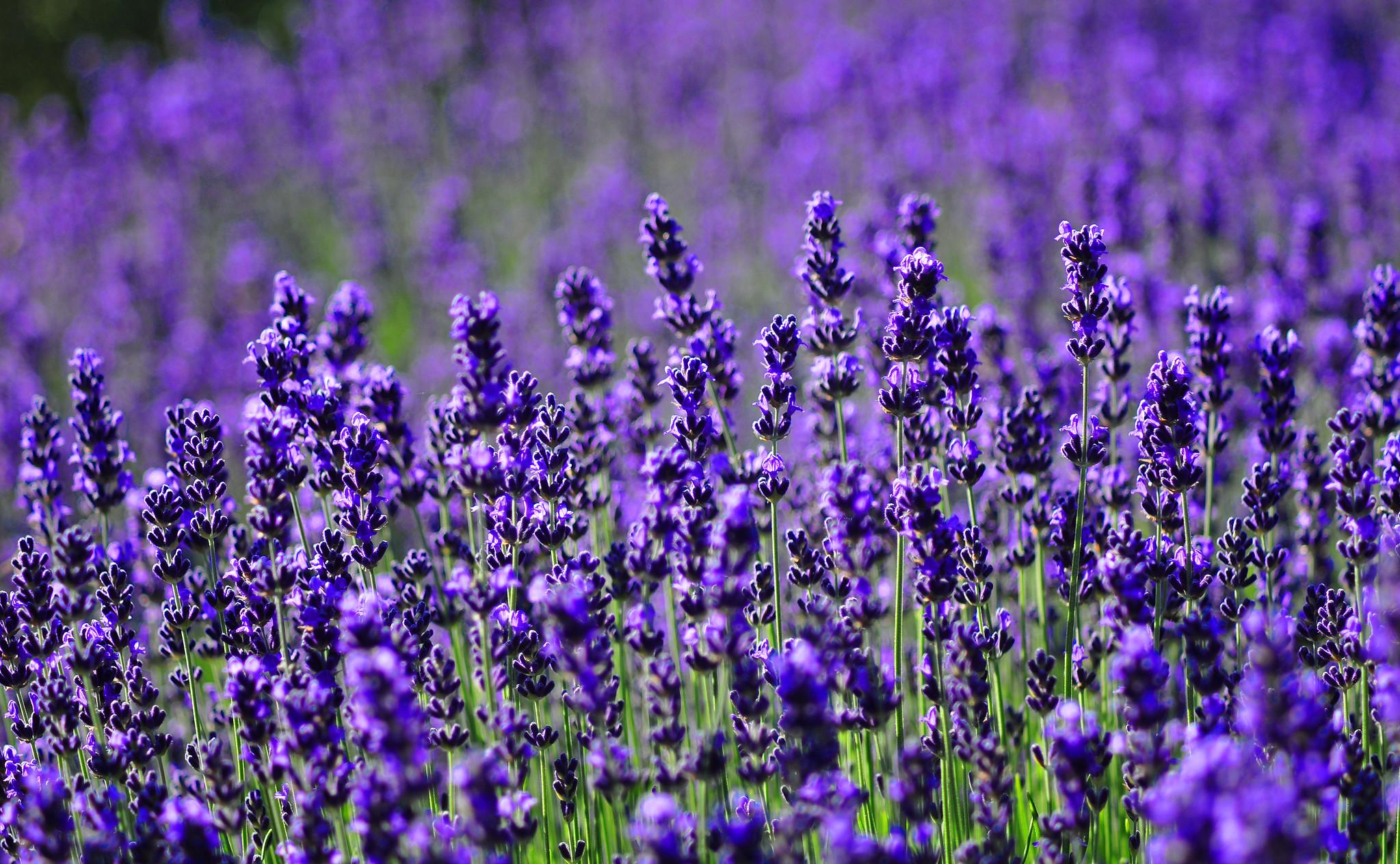 Một Số Loại Lavender (Hoa Oải Hương) Phổ Biến