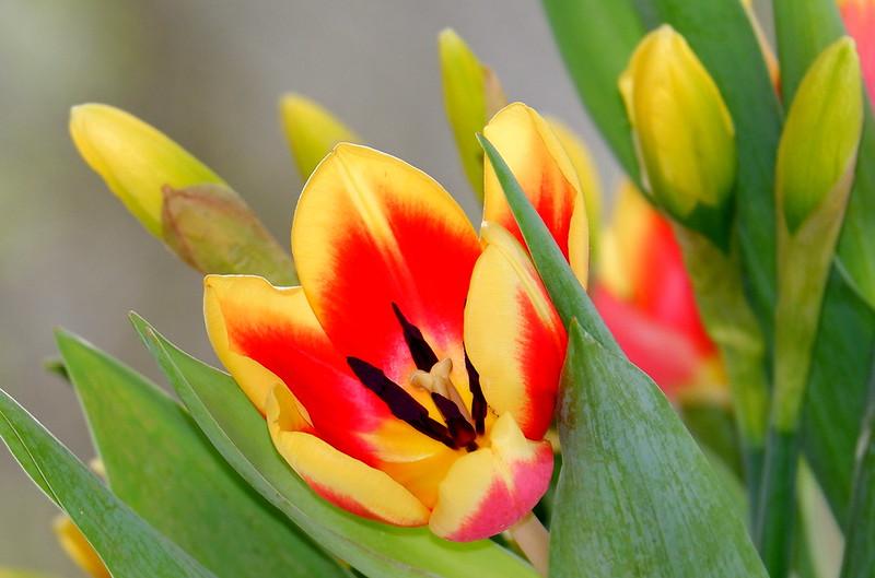 Hoa tulip - Nguồn gốc, đặc điểm và những ý nghĩa ẩn chứa đằng sau mỗi màu hoa - 14