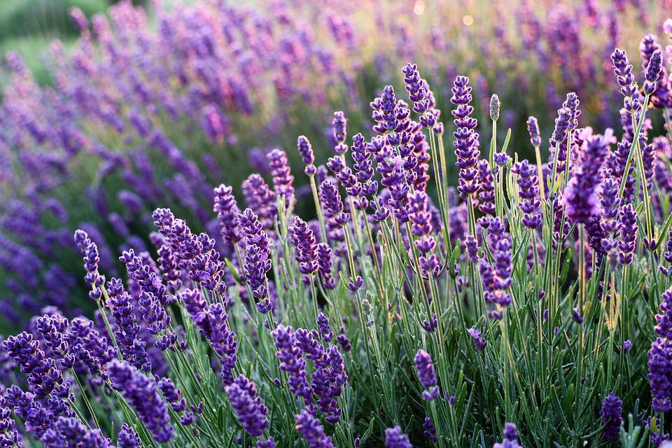 Tổng hợp hình nền đẹp Hoa oải hương Lavender - ✫ Ảnh đẹp ✫