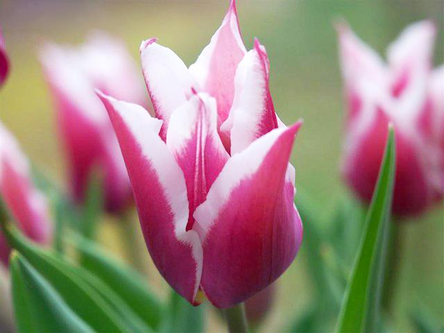 Hoa tulip - Nguồn gốc, đặc điểm và những ý nghĩa ẩn sau mỗi màu hoa - 18