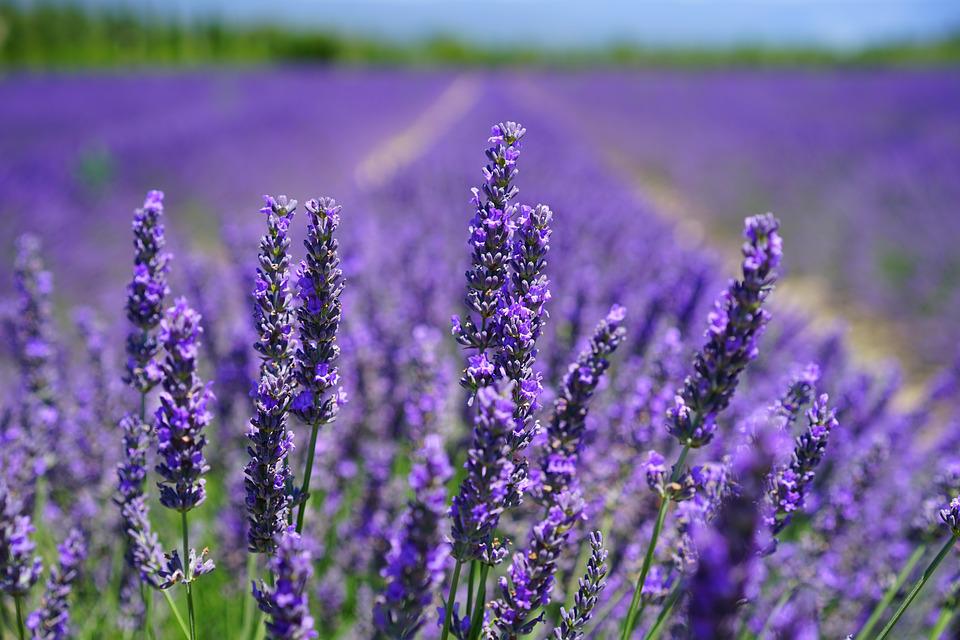 Hoa oải hương - Nguồn gốc, ý nghĩa, cách trồng và chăm sóc hoa Lavender - 20