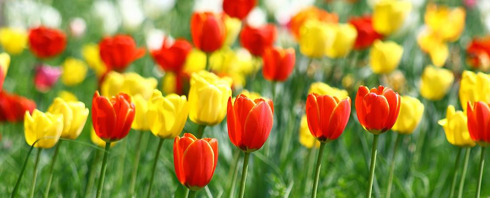Hoa tulip - Nguồn gốc, đặc điểm và ý nghĩa ẩn sau mỗi màu hoa - 3