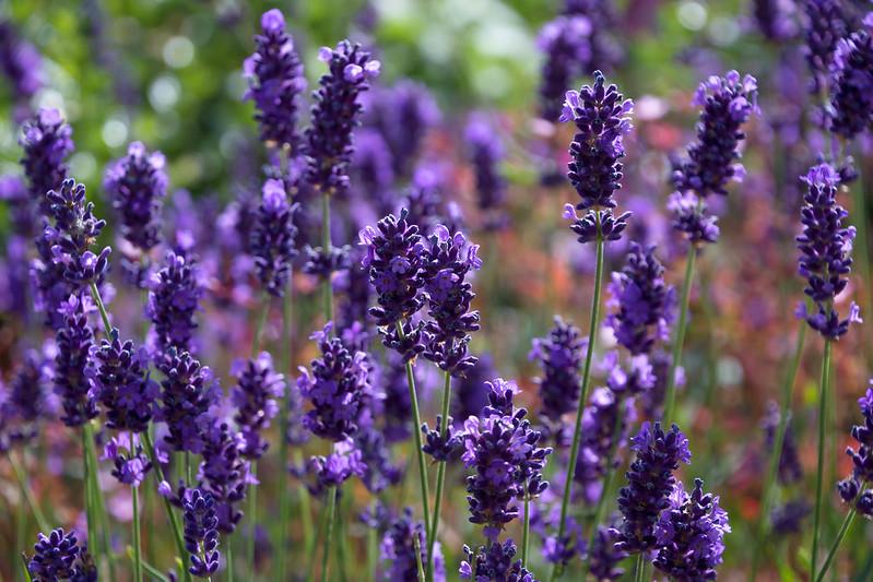 Hoa oải hương True lavender