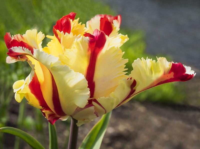 Hoa tulip - Nguồn gốc, đặc điểm và những ý nghĩa ẩn sau mỗi màu hoa - 15