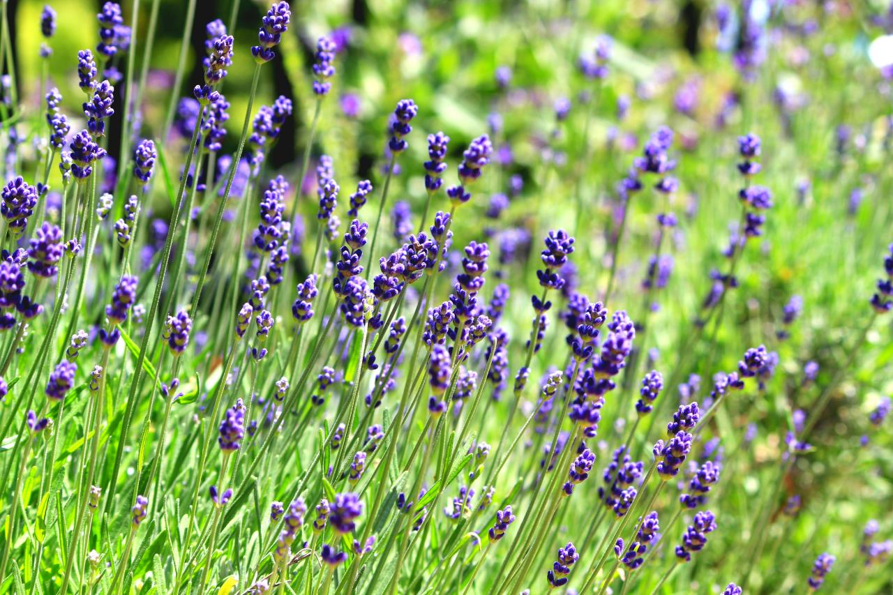 Hoa oải hương English lavender