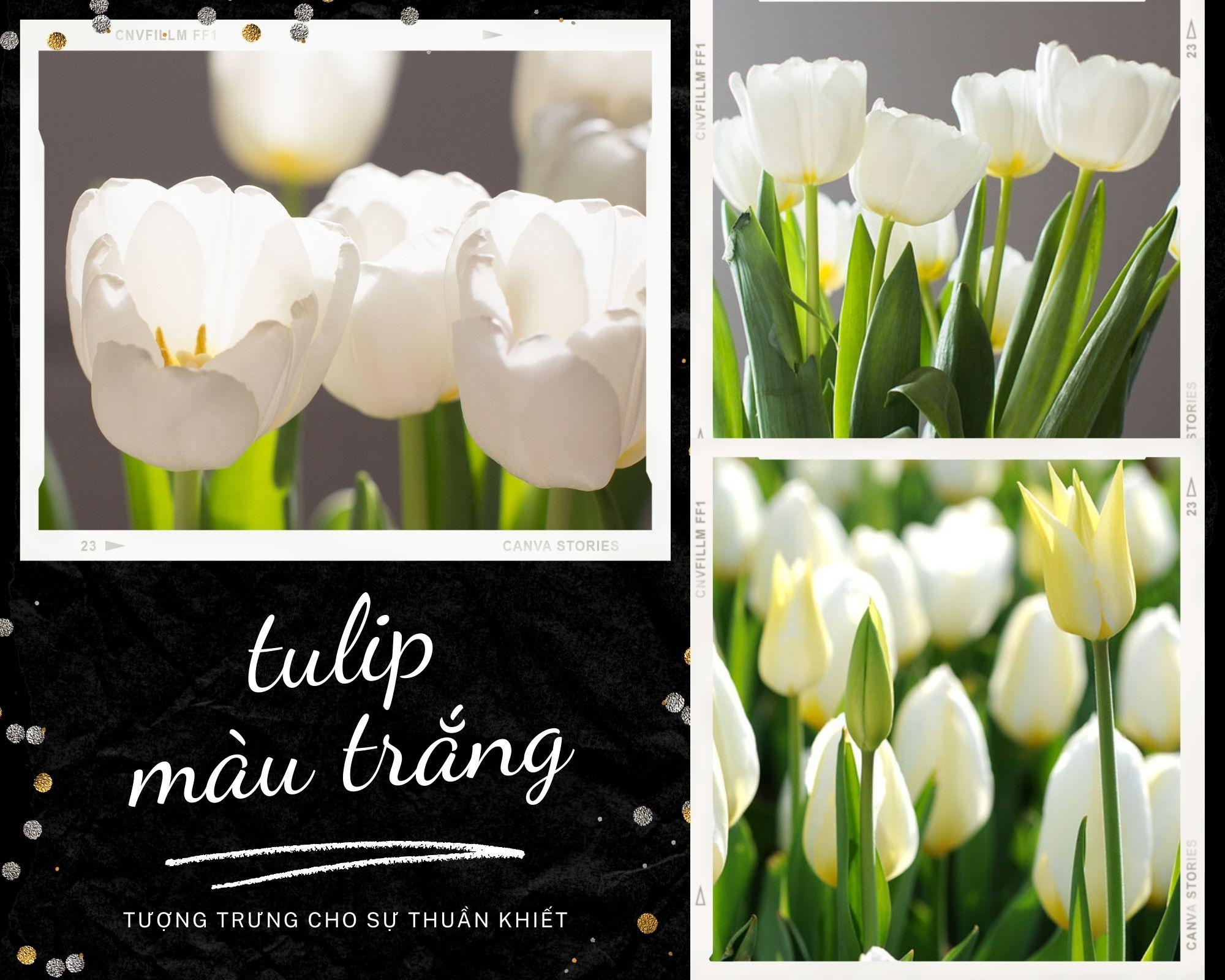Hoa tulip - Nguồn gốc, đặc điểm và ý nghĩa ẩn sau mỗi màu hoa - 8