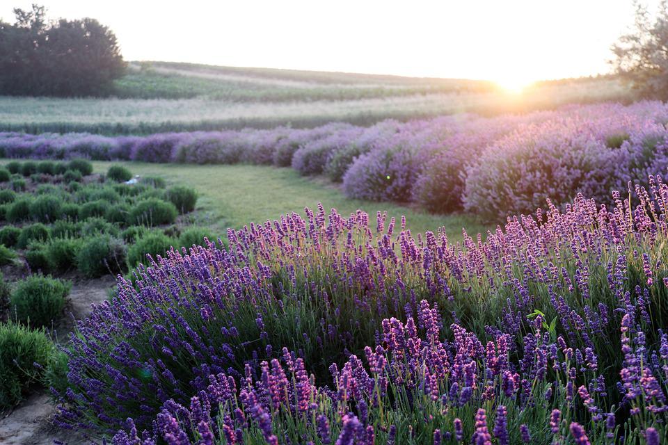 Hoa oải hương - Nguồn gốc, ý nghĩa, cách trồng và chăm sóc hoa Lavender - 23