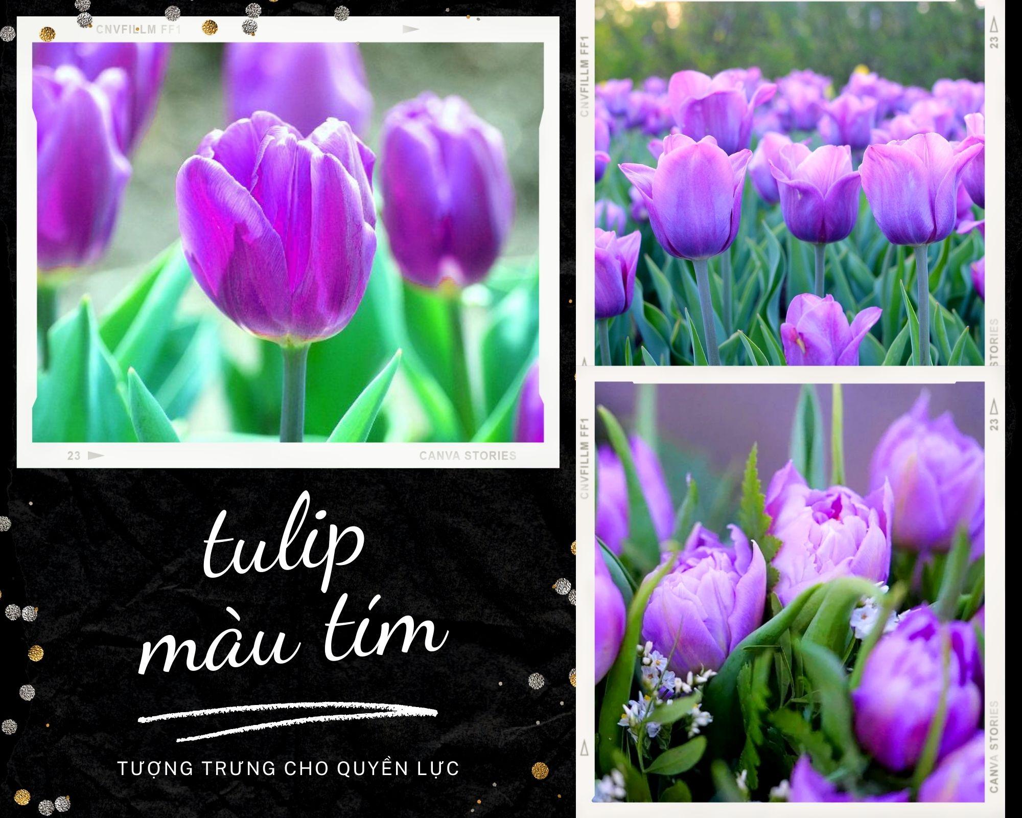 Hoa tulip - Nguồn gốc, đặc điểm và những ý nghĩa ẩn sau mỗi màu hoa - 9