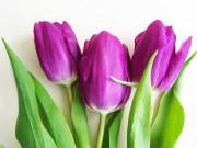 Nhà đẹp - Hoa Tulip - Nguồn gốc, đặc điểm và ý nghĩa ẩn giấu đằng sau mỗi sắc hoa