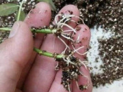 Nhà đẹp - Cắt cành cây cho thêm 1 thìa gia vị này vào, rễ đâm tua tủa, tỷ lệ sống 99%