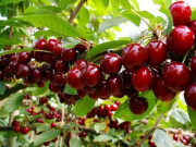 Xem ăn chơi - Loại quả ở nước ngoài rẻ bèo, sang Việt Nam đắt đỏ đến ngỡ ngàng, dân thành thị "ưa chuộng", 800.000 đồng/kg