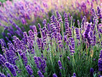 Hoa oải hương - Nguồn gốc, ý nghĩa, cách trồng và chăm sóc hoa Lavender