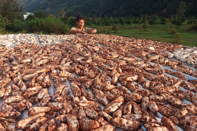 Thứ trái cây trước đây nhiều không ai hái, nay trở thành đặc sản hiếm có ở thành phố.