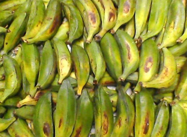 Thứ quả trước đây nhiều không ai hái, nay đã trở thành đặc sản hiếm có ở thành phố và được săn lùng ráo riết; # 34 ;, 120.000 đồng / kg - 1