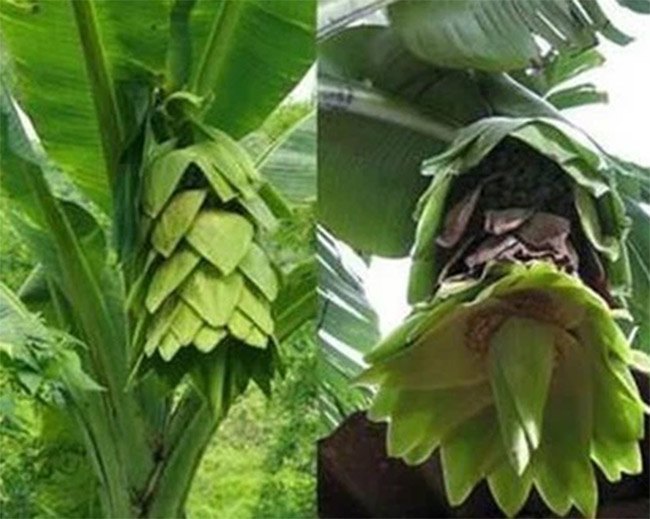 Thứ trái cây trước đây nhiều không ai hái, nay đã trở thành đặc sản hiếm có ở thành phố.