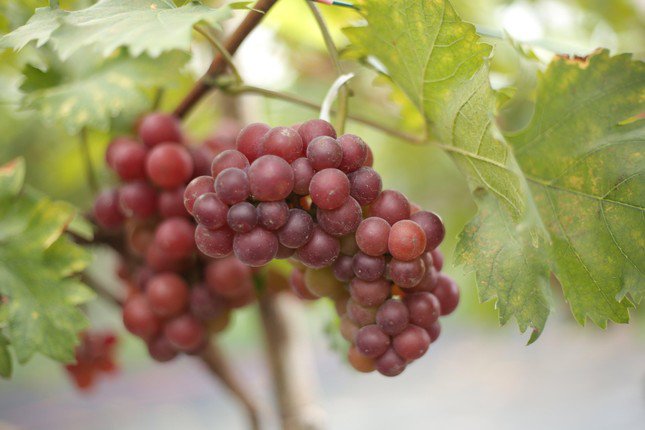 Trải Nghiệm Thú Vị Tại Quán Nước Dưới Giàn Nho Tại TP.HCM 4 Trải Nghiệm Thú Vị Tại Quán Nước Dưới Giàn Nho Tại TP.HCM