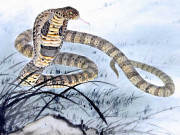 Eva tám - 3 con giáp ít nói nhưng thông minh lanh lợi, rất có năng lực kiếm tiền