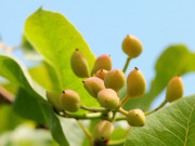 Xem ăn chơi - Loại quả có cái tên độc đáo, trở thành đặc sản được chị em ưa chuộng dù đắt đỏ, 600.000 đồng/kg