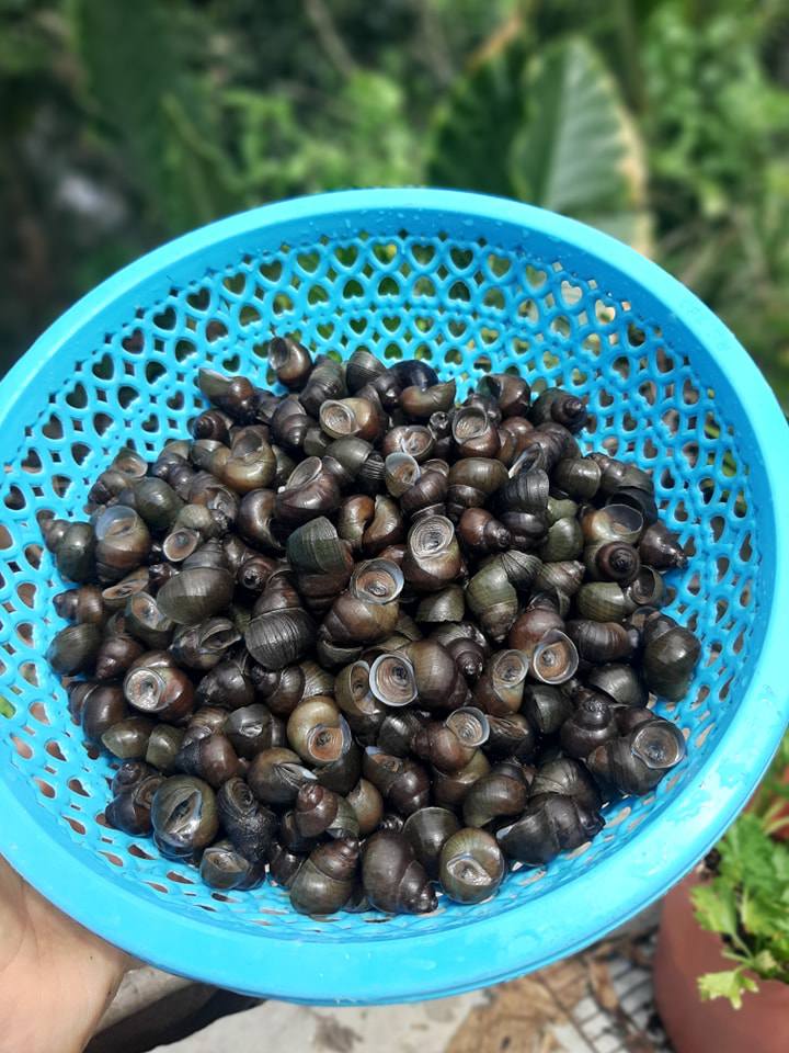 Động vật cực kỳ quý hiếm là đặc sản của miền Tây, phải rất may mắn mới được thưởng thức - 2