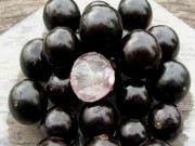 Xem ăn chơi - Loại quả xưa chẳng ai biết đến, giờ thành đặc sản nổi tiếng vừa chín đã cháy hàng, 250.000 đồng/kg