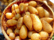 Tiêu dùng - Loại củ bé tí xưa ăn "cứu đói" nay thành đặc sản, dân thành phố mua cả chục cân về thưởng thức, 60.000 đồng/kg