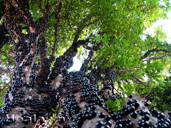 Loại quả xưa chẳng ai biết đến, giờ thành đặc sản nổi tiếng vừa chín đã cháy hàng, 250.000 đồng/kg - 2