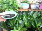 Nhà đẹp - Cây lưỡi hổ đừng chỉ tưới nước, 2 loại phân được chôn vào lọ sẽ giúp mầm chồi tua tủa
