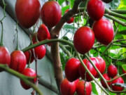 Xem ăn chơi - Loại quả có vẻ bề ngoài hấp dẫn, giờ thành đặc sản đắt đỏ thu hút chị em nội trợ, 200.000 đồng/kg