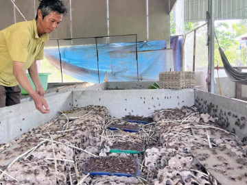 Nghề lạ ở Việt Nam: Loài tí hon nuôi 30 ngày là có tiền, cho ăn lá chuối, bán làm đặc sản đắt khách