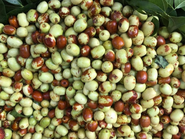 Loại quả xưa có đầy không ai ăn, giờ thành đặc sản từ núi xuống phố, ai cũng mê tít, 180.000 đồng/kg