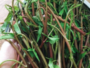 Sức khỏe - Ăn nhiều rau tốt, nhưng ăn phải 4 loại rau này sẽ tàn phá nội tạng, suy giảm tuổi thọ trầm trọng