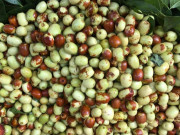 Xem ăn chơi - Loại quả xưa có đầy không ai ăn, giờ thành đặc sản từ núi xuống phố, ai cũng mê tít, 180.000 đồng/kg