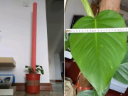 Quấn khăn vào cọc rồi đặt giữa chậu trầu bà, cây phát triển tươi tốt, lá to bằng bàn tay