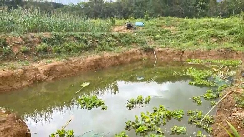 Khu vực ao nơi bé gái bị nạn. Ảnh: L. Ngân.