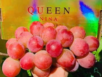 Loại nho từng có giá 2 chỉ vàng/chùm, nay đổ bộ chợ Việt với giá rẻ chưa từng có