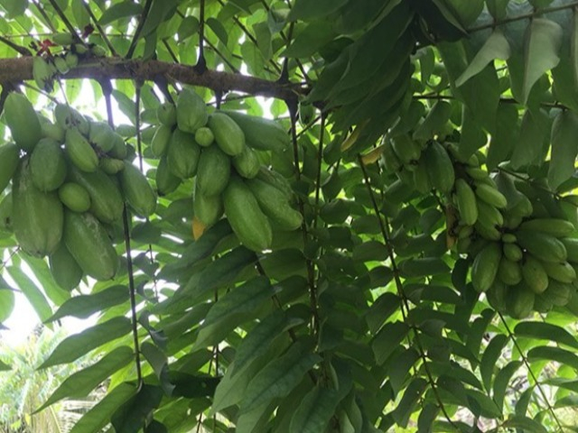 Loại quả xưa có đầy không ai hái, nay làm thành món đặc sản lạ chị em thành phố thích mê, 200.000 đồng/kg