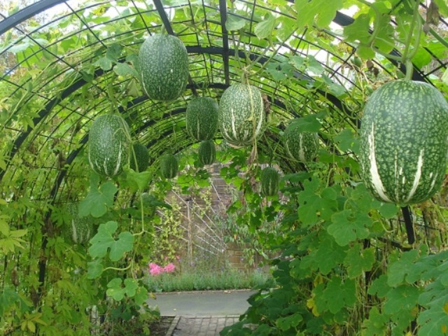 Loại quả xưa làm hàng rào, tách hạt thành đặc sản bé tí được ưa chuộng đến lạ, càng ăn càng mê, 300.000đồng/kg